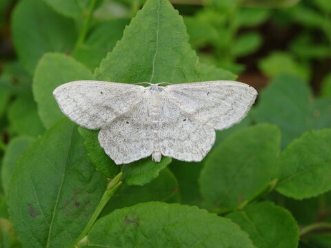 The lesser cream wave (Scopula immutata) on the green leaf.