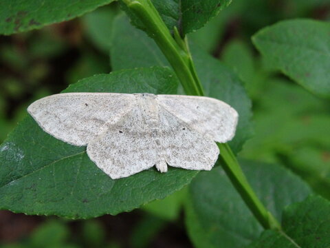 The lesser cream wave (Scopula immutata) on the green leaf.