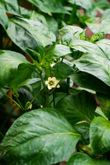 A bush of sweet pepper with white flowers in a greenhouse.
