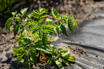 Young cherry tomato plant in garden. Coyote tomato heirloom. Black garden weed control fabric on...