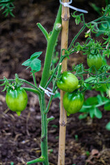Green unripe tomatoes on a branch in a greenhouse, natural homemade wholesome vegetables.