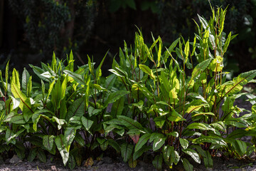 Obraz premium Bloody dock (Rumex sanguineus) plant in home garden. Bushy green leaves with red veins. Own vegetables.