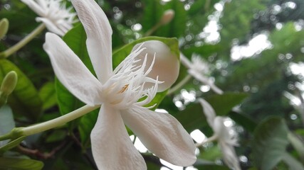 White Natural Flower