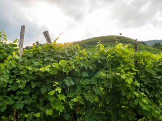 Close-up view of a vineyard with the sky in the background