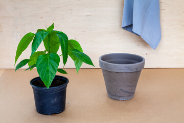 Young plant in small flowerpot and empty bigger flower pot next to object. Home gardening. Blue kitchen towel on wall behind.