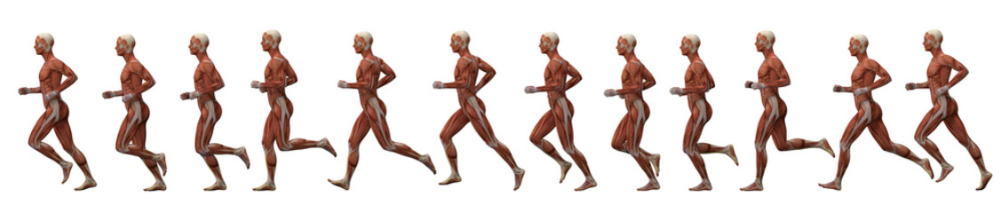 3D Rendering : a posture series of running man illustration with muscle tissues texture on the body and white background