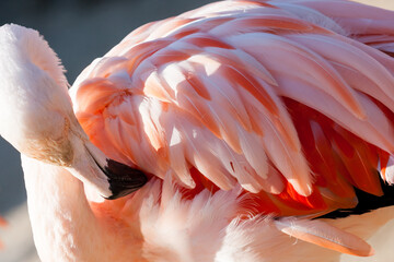 Pink gentle flamingo in sunlight. Beppu, Japan © Victoria