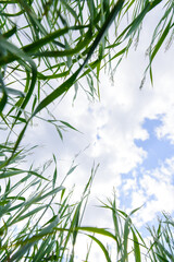 Perspective view from young grass to the blue sky. Green lawn on summer cloudy day, view from below.