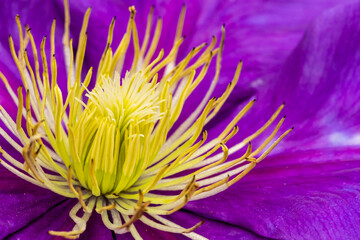 Obraz premium Very close-up purple clematis flower with yellow interior. Macro floral view.