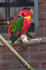 A colourful red bird, a womans Lorikeet, is sitting on a branch