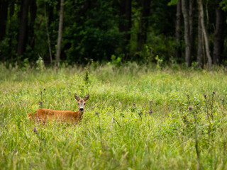 Naklejka na ściany i meble Vigilant Roe deer (Capreolus capreolus) doe animal in grassland. Wild mammal looking at camera. Blurred green background. Polesie National Park, Poland, Europe.