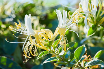 Flowering white-yellow Honeysuckle(Woodbine). Lonicera japonica, known as Japanese honeysuckle and...