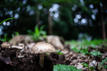 森のキノコ