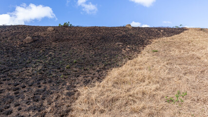Fire Burned Grass Hill Half Half  Dry Panoramic Abstract Nature Background with Blue Sky