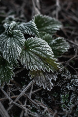 frost on leaf