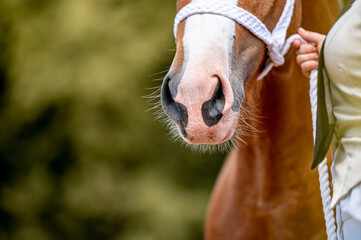 Detail of horse nose in a horse show in hand.