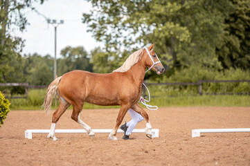 Horse show in hand, portrait of beautiful helathy horse.