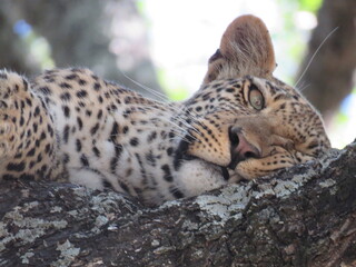 close up of a leopard