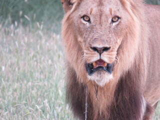 lion - Africa