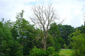 Obraz premium Abgestorbener, toter, trockener Baum ohne Laub