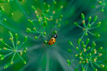 ladybug sitting on a leaf in droplets