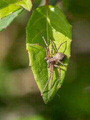 Spider hiding on a fuchia leaf