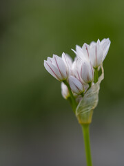 Wild Garlic Flower Head
