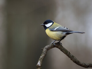 Fototapeta premium great tit parus major on the branch