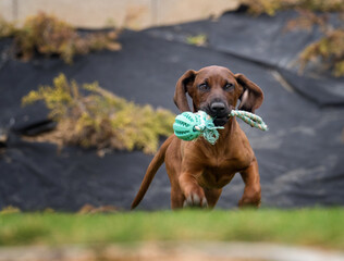 Bavarian dog playing with ball