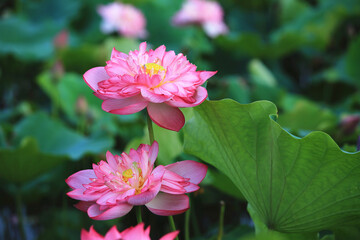 Peony Lotus flowers close-up,beautiful pink peony lotus flowers blooming in the pond 