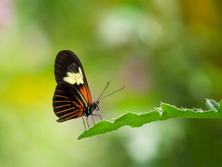 Obraz na płótnie Canvas butterfly on a tree