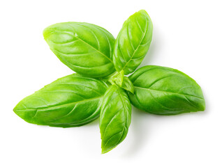 Basil isolated. Basil leaf on white. Basil leaves top view. Full depth of field.