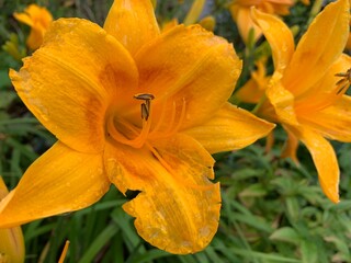 Orange lily Orange petals are slender when many petals have pollen in the middle.