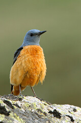 Male of Rufous-tailed rock thrush with the first light of day in their breeding territory