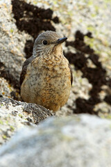 Femaleo of Rufous-tailed rock thrush with the first light of day in their breeding territory