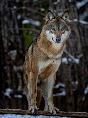 gray wolf canis lupus in the snow