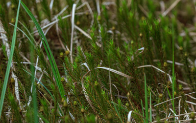 Green soft tree yong sprout into the woods