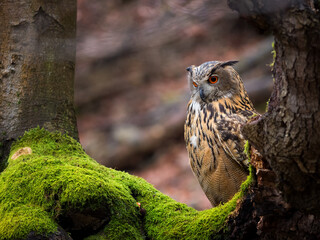 eagle owl in the for forest