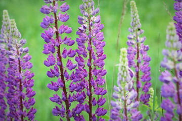 Naklejka premium Lupinus, lupin, lupine field with blue flowers. Bunch of lupines summer flower background