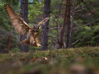 Eagle owl flying in the forest