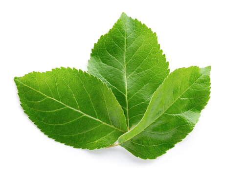 Apple leaves isolate. Apple leaf on white background. Three green apple leaves.