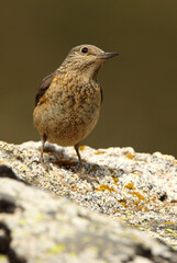 Female of Rufous-tailed rock thrush on a rock in your breeding ground at first light of day