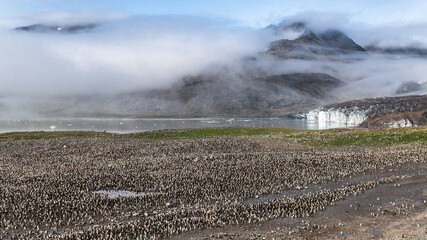 King Penguin Colony, Saint Andrews Bay, South Georgia