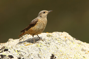 Femaleo of Rufous-tailed rock thrush with the first light of day in their breeding territory