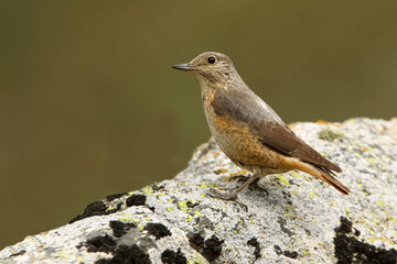 Female of Rufous-tailed rock thrush with the first light of day on a rock in their breeding territory , Monticola saxatilis