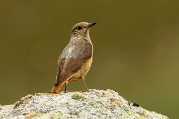 Female of Rufous-tailed rock thrush with the first light of day on a rock in their breeding territory , Monticola saxatilis
