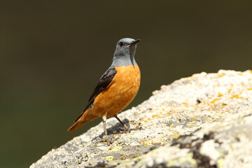 Male of Rufous-tailed rock thrush with the first light of day in their breeding territory