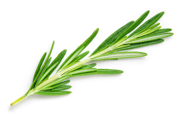Rosemary isolated on white background. Top view rosemary twig. Green herb isolated on white.