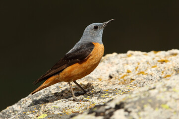 Male of Rufous-tailed rock thrush with the first light of day on a rock in their breeding territory, Monticola saxatilis