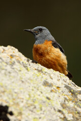 Male of Rufous-tailed rock thrush on a rock in your breeding ground at first light of day, Monticola saxatilis